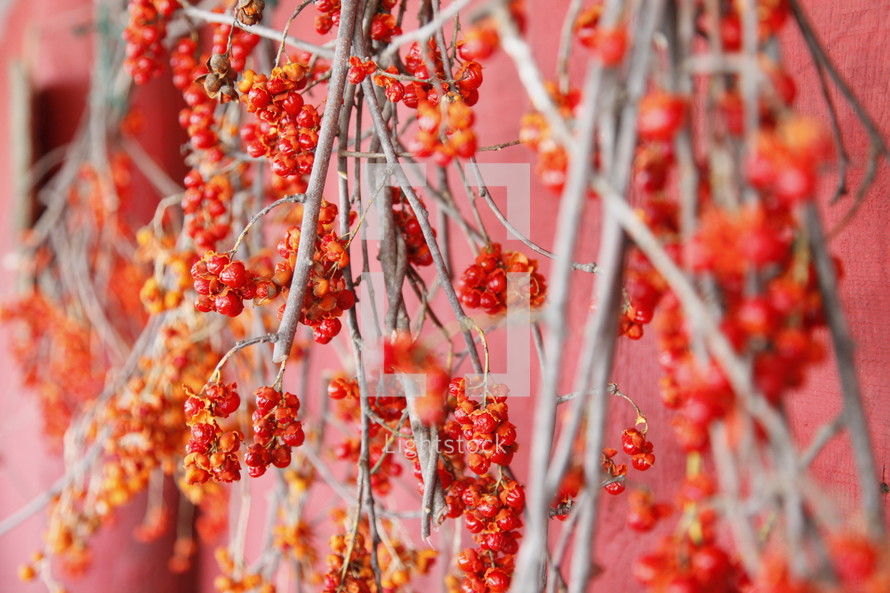 red berries hanging on tree branches