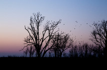 birds perched on a trees at sunset 