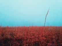 red tall grasses in a field 