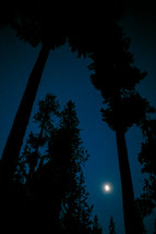 moonlight and stars in a sky over trees in a forest 