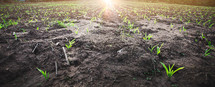young corn sprouts in a field 