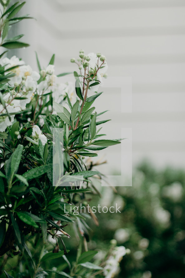white flowers on a bush outdoors 