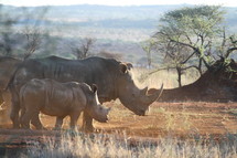 An adult and baby rhinoceros standing together in the African wilderness.