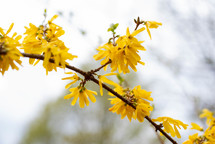 yellow flowers on branches 