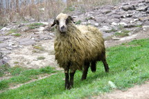 muddy sheep 