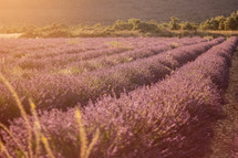 Lavender field in France