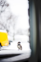 song bird on a window sill in winter 