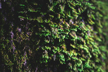 moss on the bark of a tree 