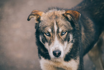 Dog with angry eyes, Domestic dog yawning, Brown homeless dog