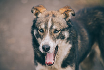 Dog with angry eyes, Domestic dog yawning, Brown homeless dog	