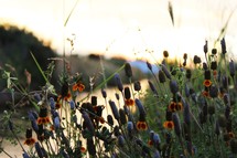 spring wildflowers at sunset 