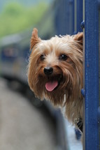 Dog hanging its head out of the train window.