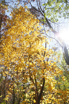 yellow leaves of a fall tree