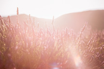 Lavender field in France