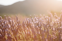 Lavender field in France