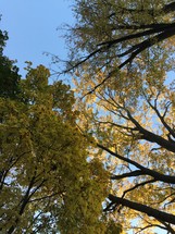 looking up at autumn trees
