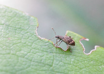 bug eating a leaf 