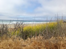 vegetation on the dunes 