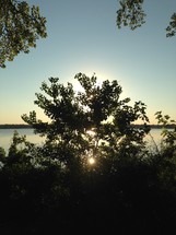 sunlight shining through tree branches and a lake 