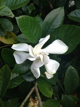 A white flower with green leaves.