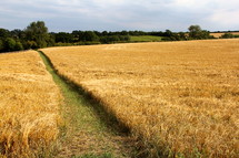 Public Walkway Though Ripe Field of Wheat