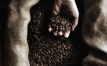 hand holding coffee beans 
