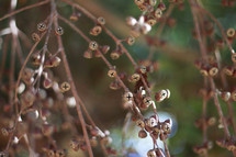 dried berries hanging 