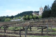 grape vines in a vine yard 