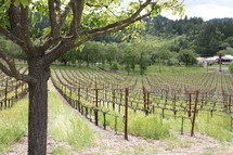 grapes vines in wine country 