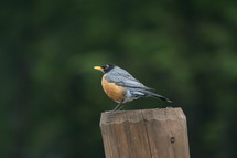 robin on a post 