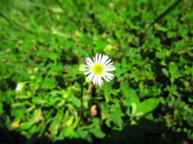 white daisy in grass