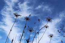 dried flowers against a blue sky 