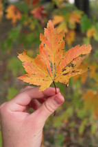 hand holding up a yellow leaf 