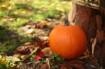 pumpkin next to a tree stump 