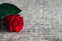 a red rose on sheet music wrapping paper 