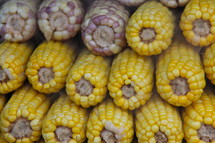 Corn or Maize Cobs 