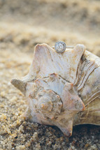 engagement ring on a conch shell 