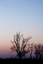 birds perched on trees at sunset 