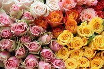 bouquets of roses 