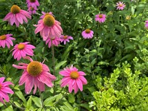 cheerful pink coneflowers in sunshine with green space on one side