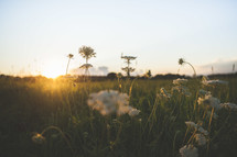 sun setting over a field of tall grasses and wildflowers 