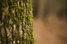 moss and bark on a tree trunk 