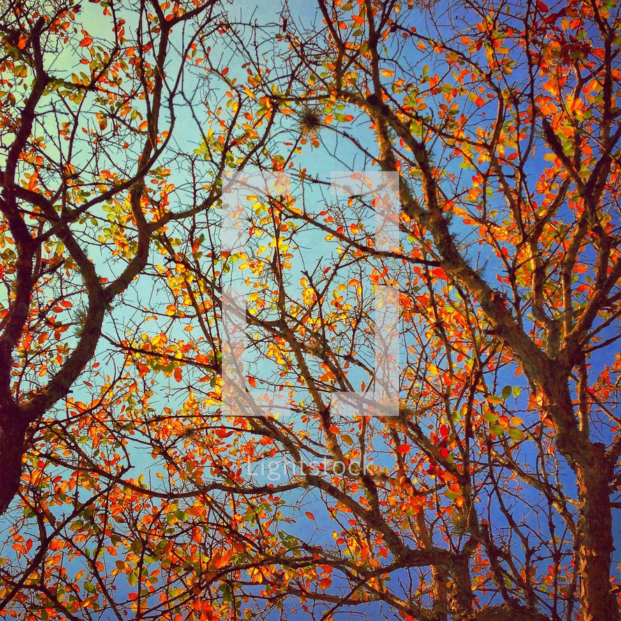 Fall tree branches