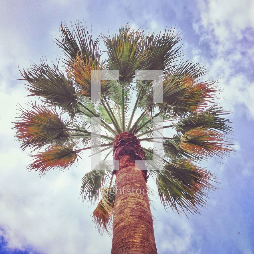 looking up at the top of a Palm tree 