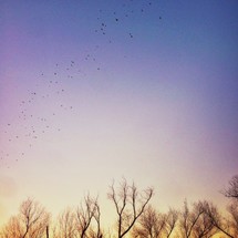 birds flying over winter trees. 