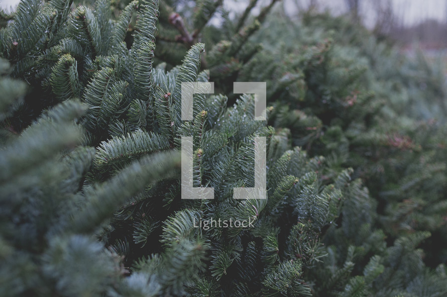 Frasier fir trees at a Christmas tree lot 