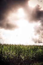 Corn field with sun shining through the clouds.