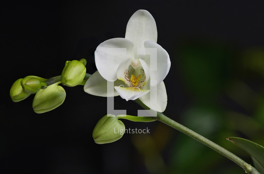 a white orchid flower 