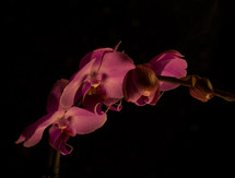 orchid against a black background 