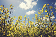 yellow wildflowers and sky 